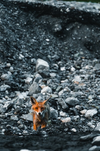 白天在岩石地上的棕色狐狸